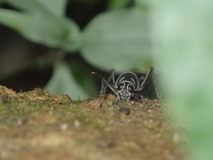 Ripipteryx rivularia