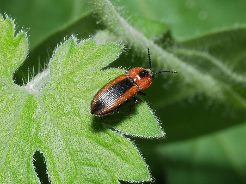 Cardiophorus aptopoides