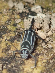 Ripipteryx rivularia