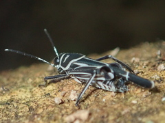Ripipteryx rivularia