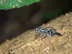 Ripipteryx rivularia