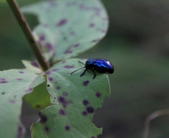 Chrysochus asclepiadeus