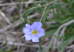 Linum alpinum