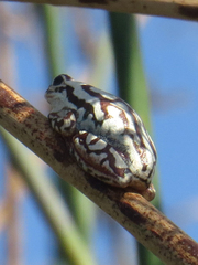 Hyperolius parallelus