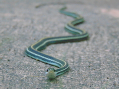 Thamnophis proximus proximus