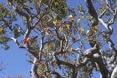 Brachychiton diversifolius