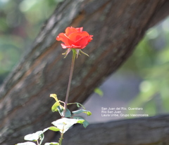 Rosa