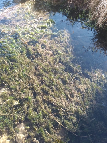 Elodea potamogeton observed 2024-07-18