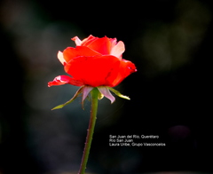 Rosa