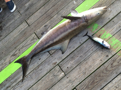 Rachycentron canadum