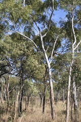 Eucalyptus chartaboma