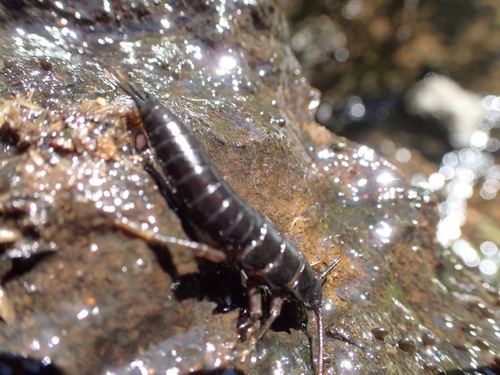 iNaturalist observation photo of Ebony Salmonfly