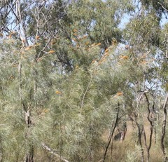 Grevillea pteridifolia