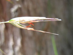 Rytidosperma clelandii