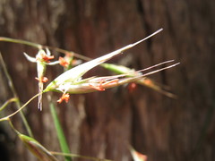 Rytidosperma clelandii
