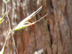 Rytidosperma clelandii