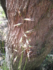 Rytidosperma clelandii