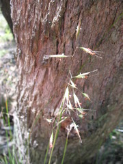 Rytidosperma clelandii