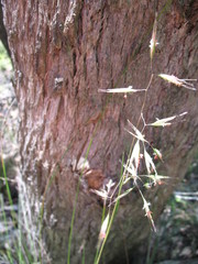 Rytidosperma clelandii