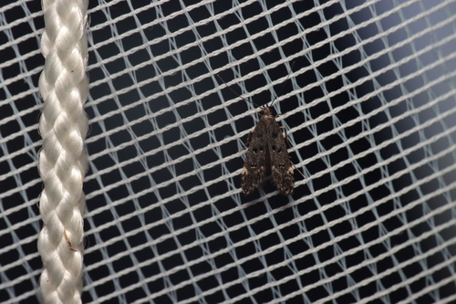 Acanthophila alacella