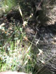 Rytidosperma clelandii