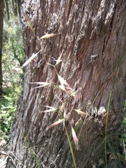 Rytidosperma clelandii