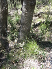 Rytidosperma clelandii