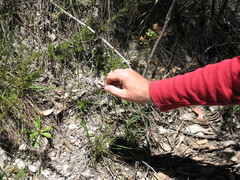 Rytidosperma clelandii