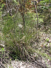 Rytidosperma clelandii