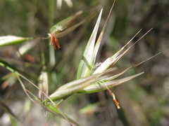 Rytidosperma clelandii