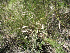 Rytidosperma clelandii