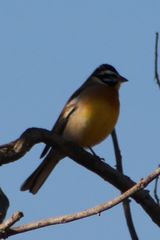 Emberiza flaviventris kalaharica