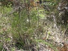 Rytidosperma clelandii