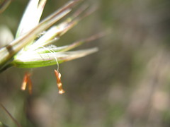 Rytidosperma clelandii