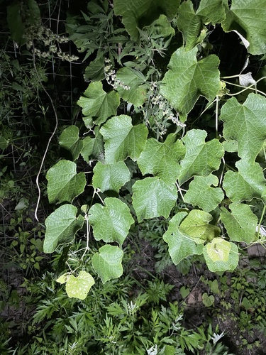 Image of Vitis ficifolia by (c) Jane Charlen, some rights reserved (CC BY)