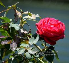 Rosa