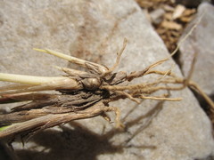 Rytidosperma fulvum