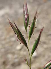 Rytidosperma fulvum