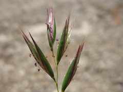 Rytidosperma fulvum