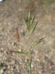 Rytidosperma fulvum
