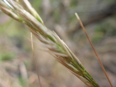 Rytidosperma longifolium