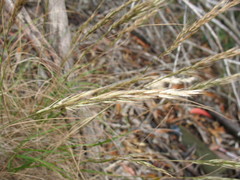 Rytidosperma longifolium