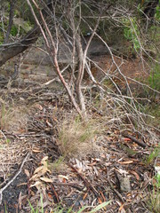 Rytidosperma longifolium