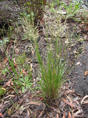 Rytidosperma longifolium