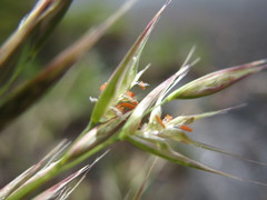 Rytidosperma longifolium