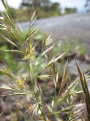 Rytidosperma longifolium
