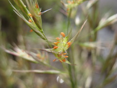 Rytidosperma longifolium
