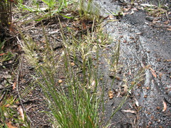 Rytidosperma longifolium