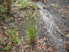 Rytidosperma longifolium