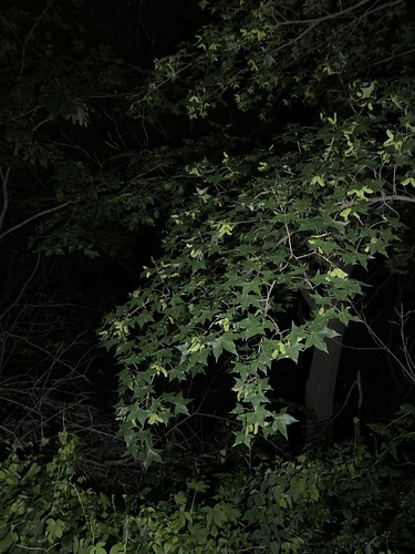 Acer truncatum